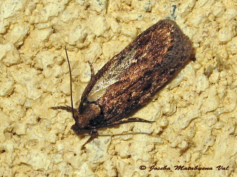 micro 6 - Depressaria sp., Elachistidae